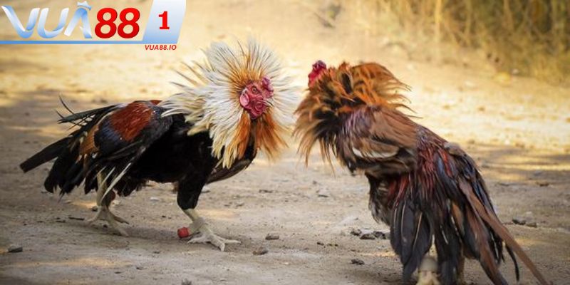 Hướng dẫn cách xem tướng gà chọi cực chuẩn người chơi nên biết 