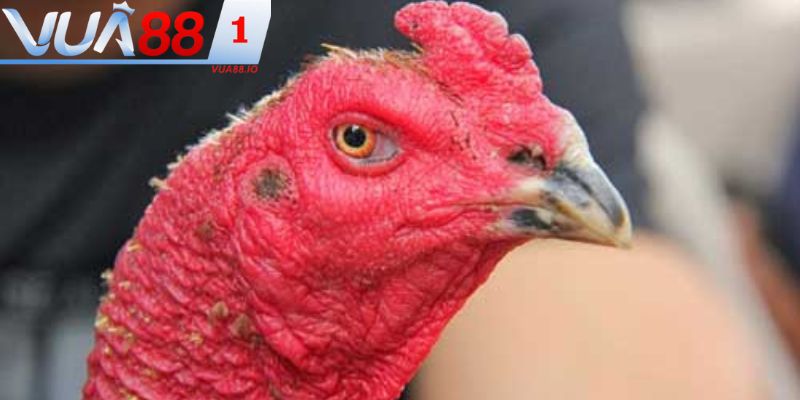 Màu sắc của tướng đầu sẽ thể hiện được tính cách của gà trong chiến đấu 