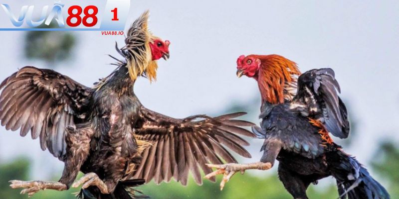 Một số yếu tố quan trọng khi xem tướng chiến kê bạn cần nắm rõ 