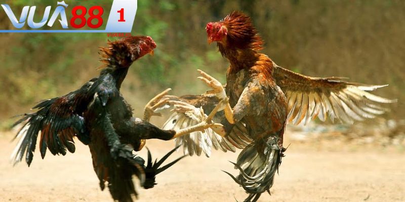 Việc xem tướng gà chọi đóng vai trò quan trọng trong cuộc chiến đấu gà 